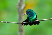 Blue-chinned Saphire Hummingbird