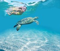 Snorkelling with Turtles
